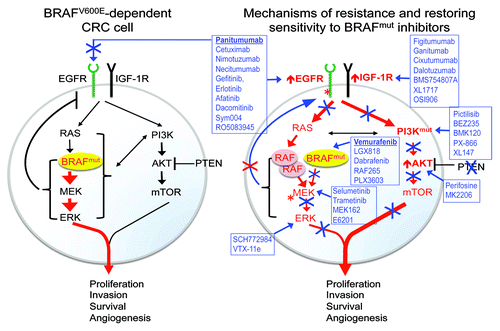Figure 4. Model of BRAFV600E-dependent cell growth and mechanisms of resistance to BRAF inhibition and restoring of drug sensitivity through combination therapies. BRAF mutation confers constitutive pathway activation (red arrows) independent of upstream RTKs (EGFR, IGF-1R)/RAS signaling (left panel), providing an explanation to the observed insensitivity to anti-EGFR antibody treatment (panitumumab, cetuximab) in BRAF mutant CRC. Such a process is blunted by BRAFV600E (BRAFmut) inhibitors (blue symbols and drugs) (right panel). Additional mechanisms of EGFR primary or secondary resistance described in lung, head-neck cancer and CRC (i.e., EGFR mutation; oncogenic shift or activation of a bypass pathway such as KRAS, BRAF, PIK3CA, secondary EGFR mutation or a parallel/alternative pathway [PTEN, IGF1] is also indicated). Right panel also illustrates how bypass and resistance to BRAF-inhibitors may occur through the rescue of the BRAFV600E-mediated attenuation of ERK negative feedback induced by BRAF inhibitors and subsequent reactivation of ligand-dependent signaling from EGFR or IGF-1R or via wild type RAS/RAF or PIK3CA/AKT or PIK3CA or EGFR or MEK1 or further BRAF gain-of-function mutations (PIK3CAmut or asterisks) in several tumor types. Drugs under development in preclinical models or clinical trials to overcome BRAF inhibitor resistance are labeled in blue. References are quoted in the text.