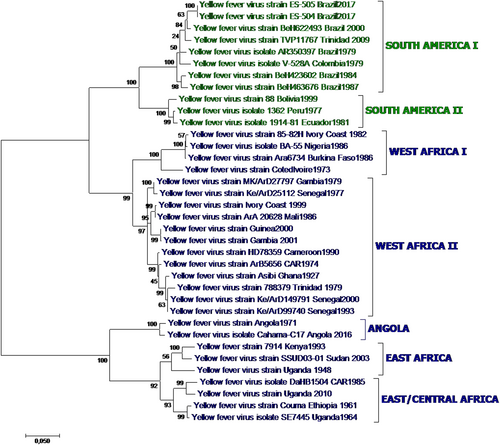 Fig. 1 Yellow fever phylogenetic analysis showing major YFV genotypes, based on alignment of a 1428 nt region of the prM-E junction region for 36 representative African and American YFV strains (Table 1) using the Maximum Likelihood method based on the general time reversible model (GTR). Individual strains are defined by name and country/year of isolation. Bootstrap values (500 replicates) for major branches are indicated