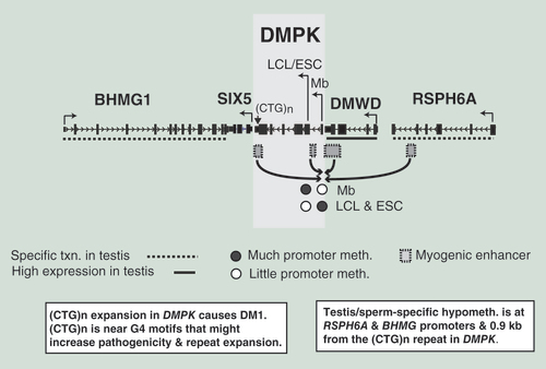 Figure 7.  A model for myogenic transcription control of DMPK involving enhancers in neighboring genes, including in a testis-specific gene. DMPK is in an 82-kb gene neighborhood with unusually small intergenic regions (e.g., only about 0.5 kb between the 5′ end of the RefSeq isoforms of DMPK and the 3′ end of DMWD and only 0.2 kb between the 3′ ends of SIX5 and BMHG1). This region contains two testis-specific genes (BHMG1 and RSPH6A) and one gene that is expressed at higher levels in testis than in other tissues, according to analyses of mouse RNA [Citation12,Citation64] (DMWD). Based upon epigenetic and RNA-seq profiles, we propose that differential methylation of alternative DMPK promoters and myogenic enhancers in DMPK, DMWD and RSPH6A help upregulate expression specifically from the upstream promoter of DMPK in Mb. The observed opposite patterns of methylation of the two DMPK promoter regions in Mb versus LCL and ESC samples may help direct transcription initiation mostly to the upstream (canonical) DMPK promoter or to the downstream one. In Mb, the DMWD enhancer may also upregulate the more distant DMWD promoter, although to a lesser extent than the canonical DMPK promoter, as suggested by the much higher expression of DMPK than DMWD in Mb (Supplementary Table 1) and the absence of predicted insulators in this region (Figure 2D). At the 3′ end of DMPK, potential G-quadruplex sequences (G4 motifs) and sperm-specific hypomethylation near the CTG repeats may contribute to repeat expansion. G4 motifs might also increase the pathogenicity of the CTG/CUG repeats at the RNA level.Mb: myoblasts; ESC: Embryonic stem cell; LCL: Lymphoblastoid cell line; txn: Transcription.