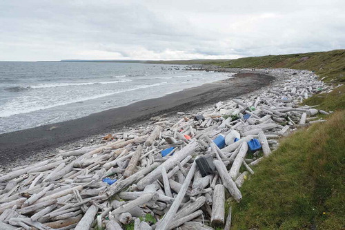 Figure 1. Drift matter in Finnafjörður, east of Langanes, Iceland. Copyright: Þóra Pétursdóttir.