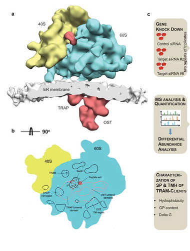 Figure 1. Putative position of TRAM1 in the ER membrane and experimental strategy for the identification of TRAM1 clients and compensatory proteins by TRAM1 depletion in HeLa cells