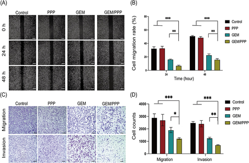 Figure 5 Cell migration and invasion ability of PANC-1 cells in vitro. (A) Representative images of wound healing assay at 0h, 24h and 48h. (B) The quantitative analysis of wound healing assay. (C) Representative images of transwell assay. (D) The quantitative analysis of cells that passed the membrane in transwell assay. Scale bar is 200 μm. All data were obtained through three independent repeated experiments and presented as the mean ± SD. A significant difference was observed in the LSD post-hoc test. ***P < 0.001, **P < 0.01, *P < 0.05.