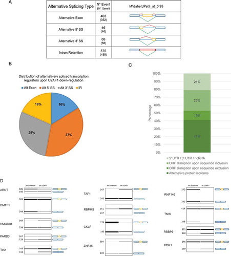 Figure 3. U2AF1 down-regulation governs a specific AS program and impacts open reading frame of transcription factors.