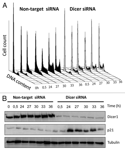 Figure 1. Dicer1 depletion causes cell cycle arrest and restoration of p21CIP in HACAT cells. (A) HACAT cells were transiently transfected with Dicer1 siRNA (50 nM) or non-target control siRNA, synchronized in serum-free medium for 48 h, and harvested at the indicated time points after release from starvation. Distribution of cells in different phases of the cell cycle was analyzed by propidium iodide staining using flow cytometry techniques. Histogram plots are representative of 3 experiments. (B) Kinetics of induction of p21 in Dicer1-depleted HACAT cells. Effects of Dicer1 knockdown on p21 levels following serum stimulation were analyzed by western blot. Tubulin was used as loading control. The image shows a representative of 3 experiments.