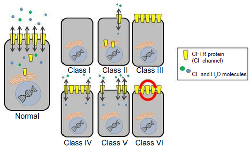 Figure 1 CFTR mutation classes.