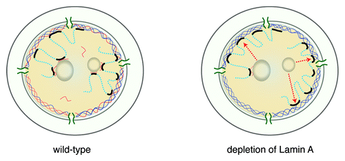 Figure 4. Cartoon model of a possible role of Lamin A in modulating NL interactions. In wild-type cells, LADs may be anchored at the NL by interacting with Lamin A (orange) or B (blue), or be kept in the nuclear interior by interacting with Lamin A, at the surface of nucleoli (left panel). In the absence of Lamin A, anchoring in the nuclear interior is lost and LADs are more likely to interact with Lamin B at the NL (right panel, arrows indicate relocated LADs).