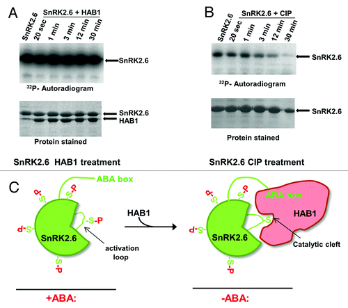 Figure 1. HAB1 fails to efficiently dephosphorylate the bulk of SnRK2.6 auto-phosphorylation sites. Ten µM SnRK2.6 were incubated with [32P]-γ-ATP and either 10 µM HAB1 (A) or 0.3 units calf intestine phosphatase (CIP) (B) for the indicated amount of time. The SnRK2.6 phosphorylation can be efficiently removed by CIP but not by HAB1. Reactions were terminated by boiling in SDS sample buffer, separated by SDS PAGE, and subjected to autoradiography. (C). Cartoon presentation of the selective SnRK2.6 activation loop dephosphorylation in the HAB1 catalytic cleft. S, Ser/Thr phosphate acceptor residues; P, phosphate.