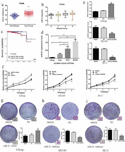 Figure 1. MiR-21 promotes PCa cell proliferation and colony formation.