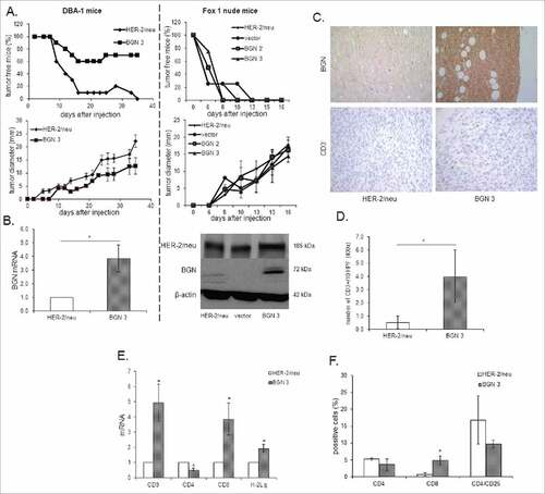 Figure 4. Reduced tumor growth of BGN transfectants in vivo in immune competent mice. A. Frequency and diameter of tumors 1 × 106 BGNlow/neg and BGNhigh HER-2/neu+ cells/mouse were subcutaneously injected as described in Material and Methods. Tumor growth was monitored overtime regarding frequency and diameter of the tumors. B. mRNA and/or protein expression of HER-2/neu and BGN in BGNlow/neg vs. BGNhigh HER-2/neu+ tumors. The mRNA and/or protein expression of HER-2/neu and BGN was determined in theBGNlow/neg and BGNhigh tumors as described in Materials and Methods using qPCRand Western blot analysis. C. Immunohistochemical staining of BGN and CD3 in BGNlow/neg and BGNhigh HER-2/neu+ cells. IHC of tumors was performed as described in Materials and Methods using anti- BGN, anti-HER-2/neu and anti-CD3 specific mAbs, respectively. D. Analysis of the number of CD3+ immune cells. The number of CD3+ immune cells was determined upon staining with an anti-CD3 mAb at 400 x magnification (HPF) considering preferentially areas with higher intra-tumoral immune cell density. E. Determination of the mRNA expression of immune markers and MHC class I expression in BGNlow/neg and BGNhigh HER-2/neu+ cells. MRNA expression of the different immune cell markers CD3, CD4, CD8, IL-2, FoxP3 and the MHC class I HC was determined by qPCR as described in Materials and Methods. The expression levels of these markers were compared in BGNlow/neg vs. BGNhigh HER-2/neu+ tumor lesions. F. Immune marker expression in peripheral blood of tumor bearing mice. The expression of levels of percentages of CD4, CD8 and CD4/CD25 were determined after injection of BGNlow vs. BGNhigh HER-2/neu+ tumor cells in the peripheral blood of mice using flow cytometry as described in Materials and Methods.