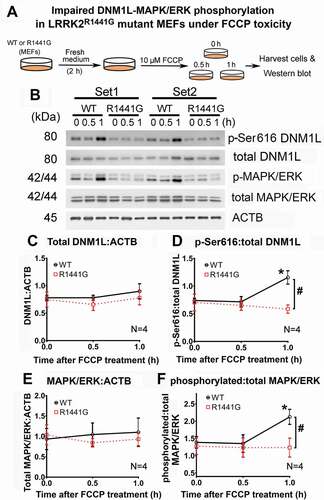 Figure 10. FCCP toxicity-induced phosphorylation of DNM1L (p-Ser616) and MAPK1/ERK2-MAPK3/ERK1 in WT MEFs but not in LRRK2R1441G mutant MEFs. (a) Diagrammatic representation of experimental protocol to induce DNM1L:MAPK/ERK phosphorylation by FCCP (10 μM) toxicity; (b) Representative immunoblots of two independent sets of MEFs treatments with FCCP for 0, 0.5 and 1 h, showing changes in level of phosphorylated DNM1L (p-Ser616) and phosphorylated MAPK1/ERK2-MAPK3/ERK1 (p-ERK); (C-F) FCCP exposure for 1 h increased phosphorylation of DNM1L (Ser616) and MAPK1/ERK2-MAPK3/ERK1 (p-MAPK/ERK) in WT, but such phosphorylation in mutant MEFs was not observed. Data represent mean ± standard error of mean (SEM) from four independent experiments (N = 4). Statistical significance between groups was analyzed by one-way ANOVA, *P < 0.05 represents statistical significance between the level at designated treatment time and its corresponding level at t = 0. #p < 0.05 represents statistical significance between WT and mutant MEFs at designated time point