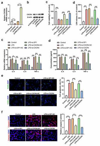 Figure 2. Silencing of SP1 or CXCR4 ameliorates LPS-induced inflammatory response and apoptosis in H9c2 cells. (a) qRT-PCR and (b) Western blot analysis of CXCR4 expression in H9c2 cells transfected with si-CXCR4, pcDNA-CXCR4, or their matched controls. H9c2 cells were transfected with si-SP1, si-CXCR4, or their corresponding controls, and then treated with 10 μg/mL of LPS for 24 h. (c) Cell viability was examined using CCK-8 assay. (d) The release of LDH was examined using a commercial kit. (e) qRT-PCR and (f) ELISA assays were performed to determine the levels of TNF-α, IL-8, and IL-6 in H9c2 cells. (g) TUNEL staining was carried out to evaluate the apoptosis of H9c2 cells. (h) The activity of caspase-3 was measured to assess cell apoptosis. ***P < 0.001.