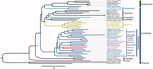 Figure 1. Phylogenetic analyses of Paralaevicephalus gracilipenis based upon the concatenated nucleotide sequences of the 13 PCGs and 2 rRNAs of 47 species. The analysis was performed using MrBayes software. Numbers at nodes are bootstrap values. The accession number for each species is indicated after the scientific name.