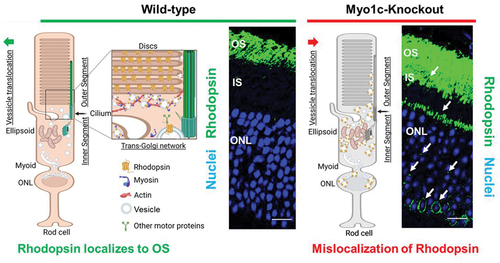 Figure 3. Proposed role for MYO1C in retinal cell physiology. The impact of the unconventional motor protein MYO1C for Rhodopsin localization to photoreceptor outer segments (OS) was established recently (Citation84). The model shows the effects of Myo1c deletion on the distribution of Rhodopsin in photoreceptor inner segments (IS) and outer nuclear layers (ONL). The model was created with BioRender.com. (a) MYO1C regulates the localization of Rhodopsin to the photoreceptor OS. The interaction between MYO1C and Rhodopsin mediates their translocation to photoreceptor compartments using actin as tracks. (b) The loss of MYO1C results in Rhodopsin mislocalization, leading to a retinal diseased phenotype like those observed in C’-terminal Rhodopsin mutants, in relevant mouse models.