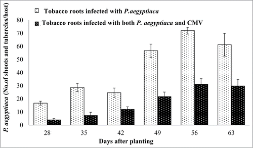 Figure 3. Effect of CMV-infected tobacco plants on P. aegyptiaca parasitization. Numbers of P. aegyptiaca (tubercles and shoots) parasitizing tobacco plants (bright columns), and numbers of the parasites parasitizing tobacco plants infected with both CMV and the parasite (dark columns). Bars represent means of 10 replicates and vertical lines indicate SE. Data were analyzed using JMP® software (version 4.0.3, SAS Institute Inc.). Averages were compared using Student's t test (with α = 0.05)