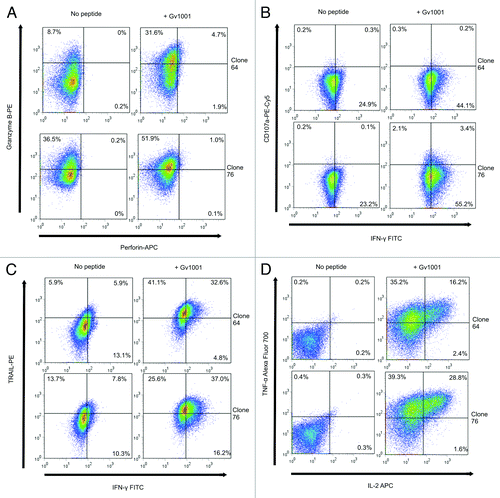 Figure 3. CD4+ CTL clones express granzyme B, TRAIL, TNF-α and low levels of CD107a, but not perforin. Expression of Granzyme B, perforin, TRAIL, CD107a, IFN-γ, TNF-α and IL-2 was measured by flow cytometry after overnight incubation of T cell clones with peptide GV1001- loaded autologous EBV-LCL. Effector:target ratio was 1:3. Top panels in A-D show T-cell clone 64 and bottom panels show T-cell clone 76. Left panels show responses against non-peptide loaded controls and right panels show GV1001 peptide-loaded target cells.