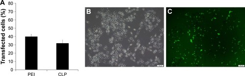 Figure 5 Transfection efficiency of prepared cationic liposomes. (A) Transfection efficiency of cationic liposomes (CLP) and PEI25K (PEI), counted by flow cytometry; (B) picture of transfected B16 cells in normal light under microscope; (C) picture of transfected B16 cells in fluorescent light under microscope 100×, scale bar represents 100 µm (the same field of vision as B).