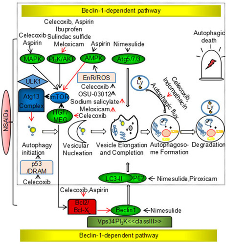 Figure 2 Nonsteroidal anti-inflammatory drugs induce cytoprotection and suppress autophagy via Beclin-1-dependent and Beclin-1-independent pathways.Notes: Black arrow: promotion; red arrow: suppression.