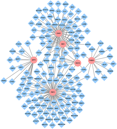 Figure 6 The transcription factor regulatory network of key genes. Pink represents key genes and blue was the associated transcription factors, the connecting lines indicate the association of the two genes.