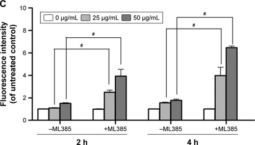 Figure 5 GO induces Nrf-2 transport from the cytoplasm to the nucleus in MG-63 cells.Notes: (A) MG-63 and K7M2 cells were treated with or without GO (25 µg/mL) for 2 h. Nrf-2 primary antibody and a rabbit IgG-CY3 secondary antibody were added for immunofluorescence assay (×40). (B) Cytoplasmic and nuclear Nrf-2 were determined by Western blot analysis with reference to β-actin and lamin B1. MG-63 and K7M2 cells were stimulated with or without GO (25 µg/mL) for 2 h. Cytoplasmic and nuclear cells were isolated by ER Nuclear and Cytoplasmic Extraction Reagents. (C) Fluorescence analysis of ROS content by DHE. Cells were treated with 0, 25, and 50 µg/mL GO with or without ML385 (2 µmol/L) for 2 and 4 h. #P<0.01 (compared with GO treatment alone).Abbreviations: DHE, dihydroethidium; DAPI, 4,6-diamidino-2-phenyl-indole; GO, graphene oxide; ROS, reactive oxygen species.