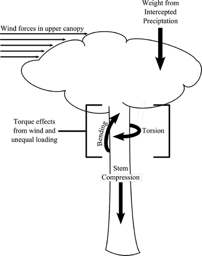 Fig. 1 Physical forces acting on a tree within a storm event. Wind and the weight of intercepted rainfall upon unevenly-distributed canopies will produce bending- and torque-related anomalies within stem compression data.