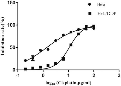 Figure 1. The inhibition rates of continuously variable concentrations of cisplatin on Hela and Hela/DDP. CCK-8 Assay was performed to do cytotoxicity test. Cell viability analyzed by measuring absorbance at 450 nm using a microplate reader. Data represent the mean ± SD of three individual experiments.