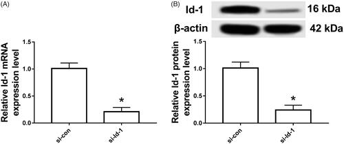 Figure 3. Detection of Id-1 gene silencing efficiency in Tca8113 cells. A: Id-1 mRNA expression in cells; B: Id-1 protein expression in cells compared with the si-con group. *p < .05.