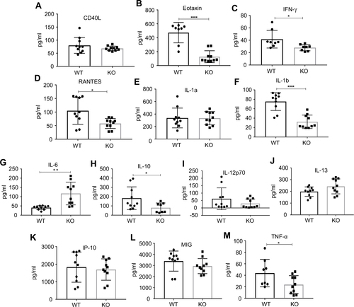 Figure 6 Amount of cytokines and chemokines (A–M) in tumor microenvironment of wild-type (WT) vs ahr knockout (KO) C57BL/6 mice. Eotaxin, IFNγ, RANTES, IL-1b, IL-10, and TNF-α were reduced whereas IL-6 was increased in KO mice when compared to WT. Statistical analysis was done using unpaired Student’s t-test. Error bars represent means±SD, n=8–10; *p<0.05; **p<0.005; ****p<0.0001.