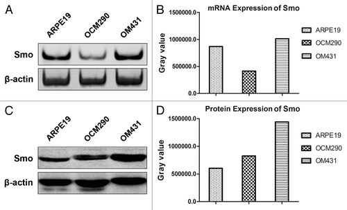 Figure 2. Expression of Smo in human uveal melanoma and normal epithelial cells. (A) Expression levels of Smo mRNA in ARPE19, OCM290, and OM431 cells were detected by PCR, using β-actin as an endogenous control. (B) Grey value quantification of mRNA expression of Smo. (C) Expression levels of Smo protein were evaluated by western blotting analysis. Cellular proteins (60 μg) were separated by 10% SDS-PAGE and transferred to a PVDF membrane. Immunoblots were incubated with antibodies specific for Smo and probed with β-actin as a loading control. (D) Grey value quantification of protein expression of Smo.