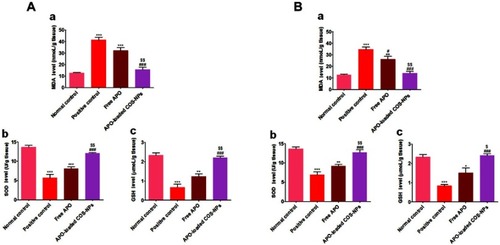 Figure 10 Levels of oxidative stress markers in rats’ gastric tissues following (A) concurrent induction and treatment regimen and (B) post-treatment regimen.Notes: (a) MDA, (b) SOD, and (c) GSH. Data are mean ± SEM (n=6). * p<0.05, **p<0.01 and ***p<0.001 vs normal control group. #p<0.05 and ###p<0.001 vs positive control group. $p<0.05 and $$p<0.01 APO-loaded COS-NPs (F4) treated group vs free APO treated group.Abbreviations: APO, apocynin; COS, chitosan oligosaccharide; GSH, reduced glutathione; MDA, malondialdehyde; NPs, nanoparticles; SEM, standard error of the mean; SOD, superoxide dismutase.