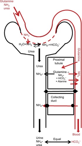 Figure 4 Schematic diagram of processes involved in N balance in the kidney.