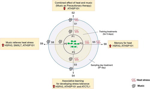 Figure 3. Diagrammatic summary of the effect of heat and music in heat stress memory and associative learning in Arabidopsis