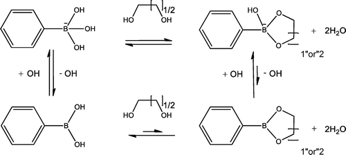 Scheme 1. Reversible boronate ester formation in aqueous solution.