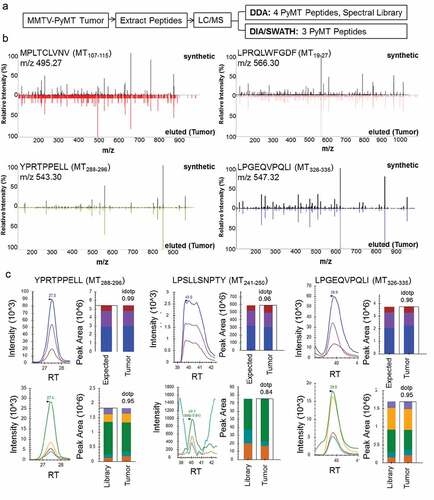 Figure 2. MMTV-PyMT tumors present PyMT-specific class I MHC peptides. a) Experimental approach to identify peptides directly from tumors. Peptides were extracted and identified using two types of data acquisition. DDA = Data Dependent Acquisition, DIA/SWATH = Data Independent Acquisition. b) MS2 spectra from DDA acquisition: b/y ions of PyMT peptides eluted from tumors vs. high-purity synthetic peptides. c) SWATH acquisition data matched to PyMT synthetics using Skyline Software. Peaks were matched by retention times and peak area. Top panel: precursor, [M + 1], [M + 2] compared to theoretical isotopic distribution, bottom panel: b/y ions compared to library. Analysis of idotp/dotp show close agreement to expected/library values. RT = Retention Time