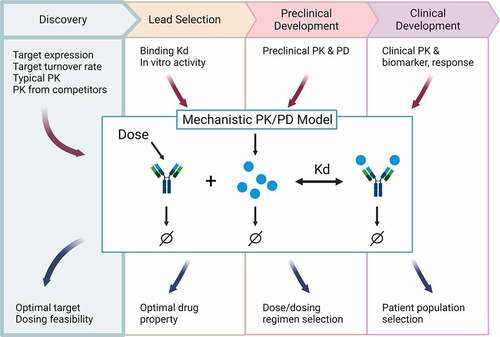 Figure 1. Schematic of how mechanistic PK/PD models can support drug discovery and development across the pipeline. Different data can be leveraged at each stage (text above the model diagram) to build a mechanistic PK/PD model that can be used to answer questions specific to the stage of development (text below the model diagram). Established early, then updated continuously, the model can seamlessly support decisions from early discovery to clinical. Figure created with BioRender.Com.