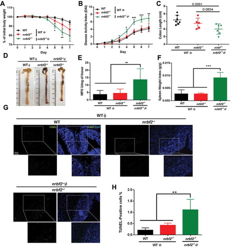 Figure 6. Adoptive transfer of macrophage from WT mice ameliorates DSS-induced-colitis in nrbf2−/- mice compared to the transfer of nrbf2−/- macrophage. WT or nrbf2−/- mice were injected WT or nrbf2−/- macrophages (1 x 106 cells) via I. V. injection before the 1st day for DSS treatment. (A) Body weights recorded daily in different groups (n = 6–8). 2% DSS in drinking water was administrated to DSS treatment groups in the first 5 d, following 2 d of normal drinking water. Mean ± S.E.M. (B) Daily disease activity indexes (DAIs) of WT and nrbf2−/- mice after DSS treatment (n = 6–8). (C and D) Length of colons from the different groups (left), and the representative images in D (n = 6–8). (E) Determination of MPO (myeloperoxidase) activity in the colon lysates from the different groups (n = 6–8). Mean ±S.E.M. (F) Spleen weight indexes of the different groups (spleen weight/body weight [n = 6–8]. Mean ± S.D. (G) Representative images of TUNEL staining in the colon of mice from different groups. (green, TUNEL positive, blue, DAPI). Scale bar: 100 μm. (H) Quantification of the TUNEL-positive cells in the colon tissue samples from the different groups (n = 6–8 samples). Mean ± S.E.M. In A-C, E, F, and H, data were analyzed via one-way ANOVA with the Tukey test
