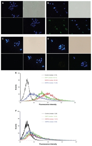 Figure 2 Fluorescence micrographs of HepG2 and L-02 cells treated for 48 hours (200× magnification). (A) vehicle (HepG2), (B) FITC-labeled SNP20 at 160 μg/mL (HepG2), (C) vehicle (L-02), (D) FITC-labeled SNP20 at 160 μg/mL (L-02). Cells were stained with DAPI to visualize nuclear morphology (blue). FITC-labeled SNP20 (green) were localized inside HepG2 cells. The top left quadrants represent the cell nuclei (blue) stained with DAPI. The top right quadrants represent the phase contrast image, the bottom left quadrants represent the FITC-labeled (green) silica nanoparticles, the bottom right quadrants represent the overlay of the top left quadrants and the bottom left quadrants. Also shown are flow cytometry analyses of (E) HepG2 and (F) L-02 cells incubated with 160 μg/mL FITC-labeled silica nanoparticles for 24 hours.Abbreviations: FITC, fluorescein isothiocyanate; SNP7, size 7 nm silica nanoparticles; SNP20, size 20 nm silica nanoparticles; SNP50, size 50 nm silica nanoparticles.