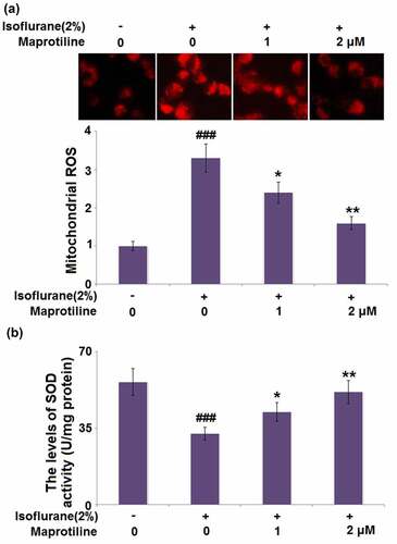 Figure 3. Maprotiline ameliorated Isoflurane-induced oxidative stress in BV2 microglial cells. (a). Mitochondrial ROS; (b). The levels of SOD activity (###, P < 0.005 vs. vehicle group; *, **, P < 0.05, 0.01 vs. Isoflurane group)