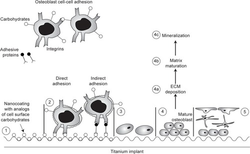 Figure 1 Schematic representation of specific cell recognition and adhesion to titanium surface nanocoated with analogs of cell-surface carbohydrates (1), osteoblasts with integrins recognize and adhere directly or indirectly through adhesive proteins to the surface (2), followed by migration, proliferation (3), differentiation and maturation (4), and transformation into osteocytes and lining cells (5).Note: Reproduced with permission from Gurzawska KA. Nanocoating of Implant Surfaces with Pectin Rhamnogalacturonan-ls, Review and In Vitro Studies [PhD thesis]. Copenhagen, Denmark: Faculty of Health and Medical Sciences, University of Copenhagen; 2013.Citation31Abbreviation: ECM, extracellular matrix.
