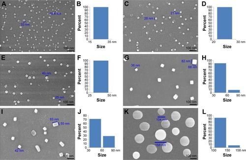 Figure 4 SEM images of the lyophilized powders of DEBIC.Notes: SEM image of the lyophilized powders from the solution of DEBIC in ultrapure water of pH 6.8 (A: 2.5×10−2 μM, C: 2.5×10−3 μM, E: 2.5×10−4 μM); size distribution of the lyophilized powders from the solution of DEBIC in ultrapure water of pH 6.8 (B: 2.5×10−2 μM, D: 2.5×10−3 μM, F: 2.5×10−4 μM); SEM image of the lyophilized powders from 2.5×10−2 μM solution of DEBIC in ultrapure water (G: pH 2.0, I: pH 5.8, K: pH 7.4); size distribution of the lyophilized powders from 2.5×10−2 μM solution of DEBIC in ultrapure water (H: pH 2.0, J: pH 5.8, L: pH 7.4).Abbreviations: DEBIC, dimethyl 2,2′-[2,2′-(ethane-1,1-diyl)bis(1H-indole-3,2-diyl)]diacetate; SEM, scanning electron microscopy.