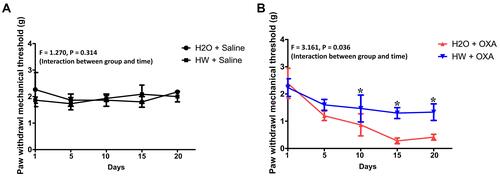 Figure 3 Effects of hydrogen-rich water on paw withdrawal mechanical threshold in CINP mice. Mice were treated with hydrogen-rich or normal drinking water and injected with saline or oxaliplatin for the duration of the experiment. Values are presented as PWMT between the (A) H2O + Saline and HW + Saline and (B) H2O + OXA and HW + OXA groups (n=10 mice per group). *P<0.05 vs H2O + OXA group.