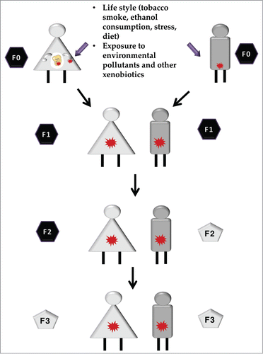 Figure 1. Intergenerational vs. transgenerational epigenetic inheritance. Epigenetic alterations can be induced by parental exposure to certain conditions such as lifestyle, including nutrition and exposure to different types of xenobiotics. Those changes, when present in germ cells and/or mature gametes (red stars) are transmitted to the offspring, in a phenomenon known as epigenetic inheritance. If the phenotype is observed further than the second or third generation (when the exposed progenitor is a gestating mother) a transgenerational epigenetic inheritance is observed (gray pentagons). If the phenotype is only observed in first generation (or second, for the exposure of a gestating mother), this is considered a parental effect and it is known as intergenerational epigenetic inheritance (black hexagons).