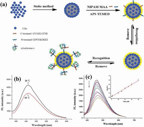 Figure 7. Detection of cyt c using the CDs/SiO2/MIP nanogels. (a) Schematic illustration of nanogel synthesis and reversible binding mechanism. (b) Temperature-response of the fluorescence signal of the nanogel upon exposure to cyt c. (c) Fluorescence emission spectra of nanogels with different concentrations of cyt c added, inset was the plot of (F0/F)-1 against the concentration of cyt c, showing a linear relationship. Reprinted (adapted) with permission from ref [Citation63]. Copyright 2016, Elsevier.