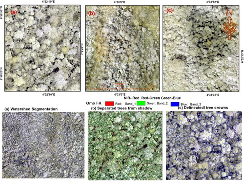 Figure 4. Orthomosaics in False Color Composite and different stages of segmentation to obtain the final tree canopies.