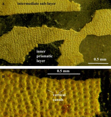 Fig. 4. A, B. Orthoceras sp. Specimen no. Mo 3274, Odensholm. A. Fragments of calcified intermediate sub-layer with numerous vertical pore-canals, arranged in rows. B. Same layer in higher magnification.