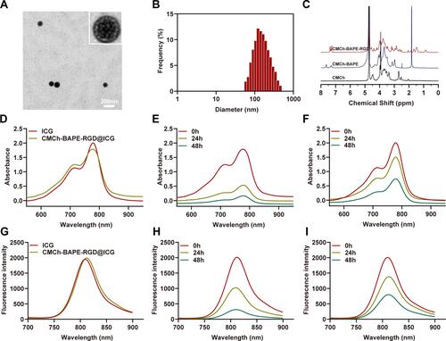 Figure 1 (A) TEM images of CMCh-BAPE-RGD@ICG. (B) Diameter distribution of CMCh-BAPE-RGD@ICG. (C) 1H-NMR of CMCh-BAPE-RGD@ICG. (D) UV-vis absorption spectra and (G) emission spectra of ICG and CMCh-BAPE-RGD@ICG. Changes of absorption and emission spectrum of ICG (E and H) and CMCh-BAPE-RGD@ICG (F and I) in aqueous solution within 48 h.