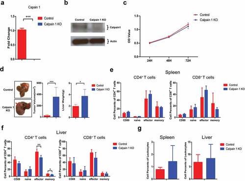Figure 7. Calpain 1 KO promoted HCC development in parental hepa1-6 cells.