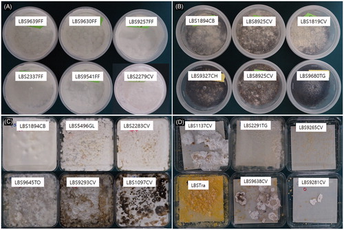 Figure 1. Growth characteristics of the selected strains of Polyporales in sawdust medium (A,B) and in PDB plate medium (C,D). The results are summarized in Supplementary Table S1.