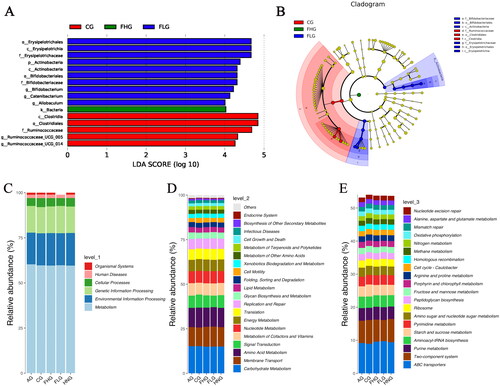 Figure 10. The result of LEfse analysis and functional enrichment of the ko metabolic pathway at 3 different levels. (A) LDA score of Lefse. (B) Cladogram of Lefse. (C) ko analysis of level 1. (D) ko analysis of level 2. (E) ko analysis of level 3.