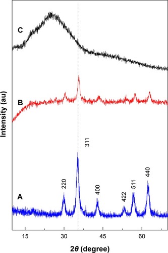 Figure 1 Powder X-ray diffraction patterns of iron oxide magnetic nanoparticles (A), PTA-CS-MNP nanocomposite (B), and phytic acid sodium salt (C).Abbreviation: PTA-CS-MNP, phytic acid-chitosan-iron oxide nanocomposite.