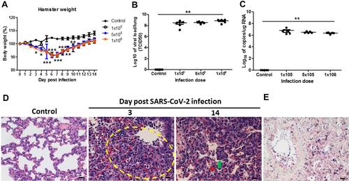 Figure 1 Body weight change, viral load, and pathological changes of SARS-CoV-2-infected Syrian hamsters following different challenge doses. (A) Body weights of hamsters infected with 105, 5 × 105, and 106 TCID50 of SARS-CoV-2 (n=5 per group, and non-infected control, n=5) over 14 days (compared with the weight on day 0). Differences among groups were determined using two-way ANOVA with a Bonferroni post hoc test (*P<0.05; **P < 0.01; ***P < 0.001, control vs all infected groups). (B) Viral loads (TCID50/lung) of hamsters infected with 105, 5×105, and 106 TCID50 of SARS-CoV-2 (n=5 per group, and non-infected control, n=5) on day 3. Differences among groups were determined using one-way ANOVA with a Tukey post hoc test (**P < 0.01, control vs 106). (C) Quantitative PCR of the SARS-CoV-2 N gene in hamsters infected with 105, 5×105, and 106 TCID50 of SARS-CoV-2 on day 3. Differences among groups were determined by using one-way ANOVA with a Tukey post hoc test (**P < 0.01, control vs 106). (D) On days 3 and 14, samples of lung tissue were fixed in formalin and embedded in paraffin using routine methods, and the sections were then stained with H&E. Yellow dotted circle outlines several foci of inflammatory cell infiltration, with predominantly mononuclear cells, neutrophils and some macrophages. Green arrow presents macrophage aggregates in the airway and alveolar spaces. The panels show representative results from the 5×105 TCID50 infection dose. Scale bar for 400× panels = 20 µm. (E) In situ hybridization. The sections were hybridized with N gene RNA probe (anti-nucleoprotein). The panels show representative results from the 5×105 TCID50 infection dose. Scale bar for 200× panels = 50 µm.